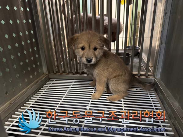 한국동물구조관리협회_441414202400832